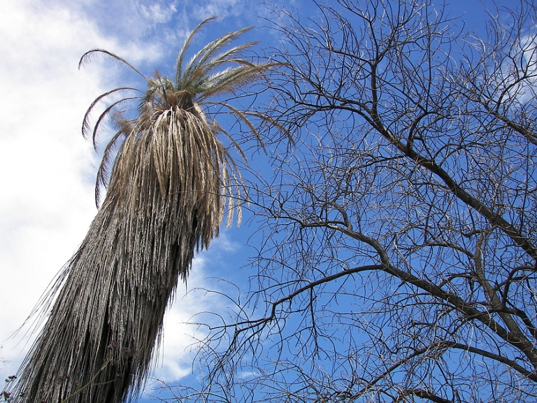 palm tree 30S